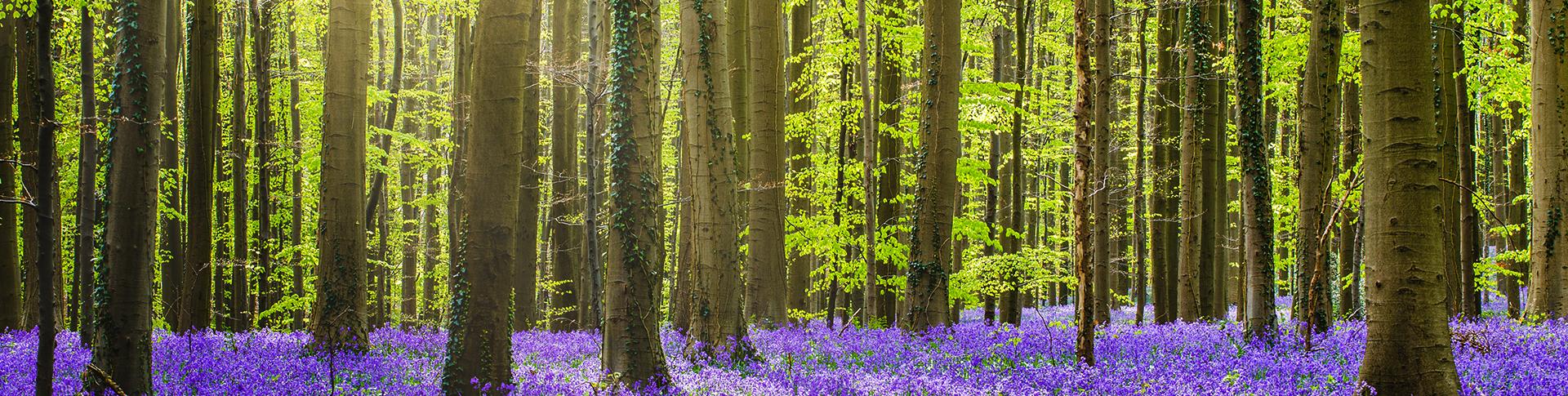 bluebell_walks_hero.d635ad0f1f03d16ac80ae9884a3c9df0